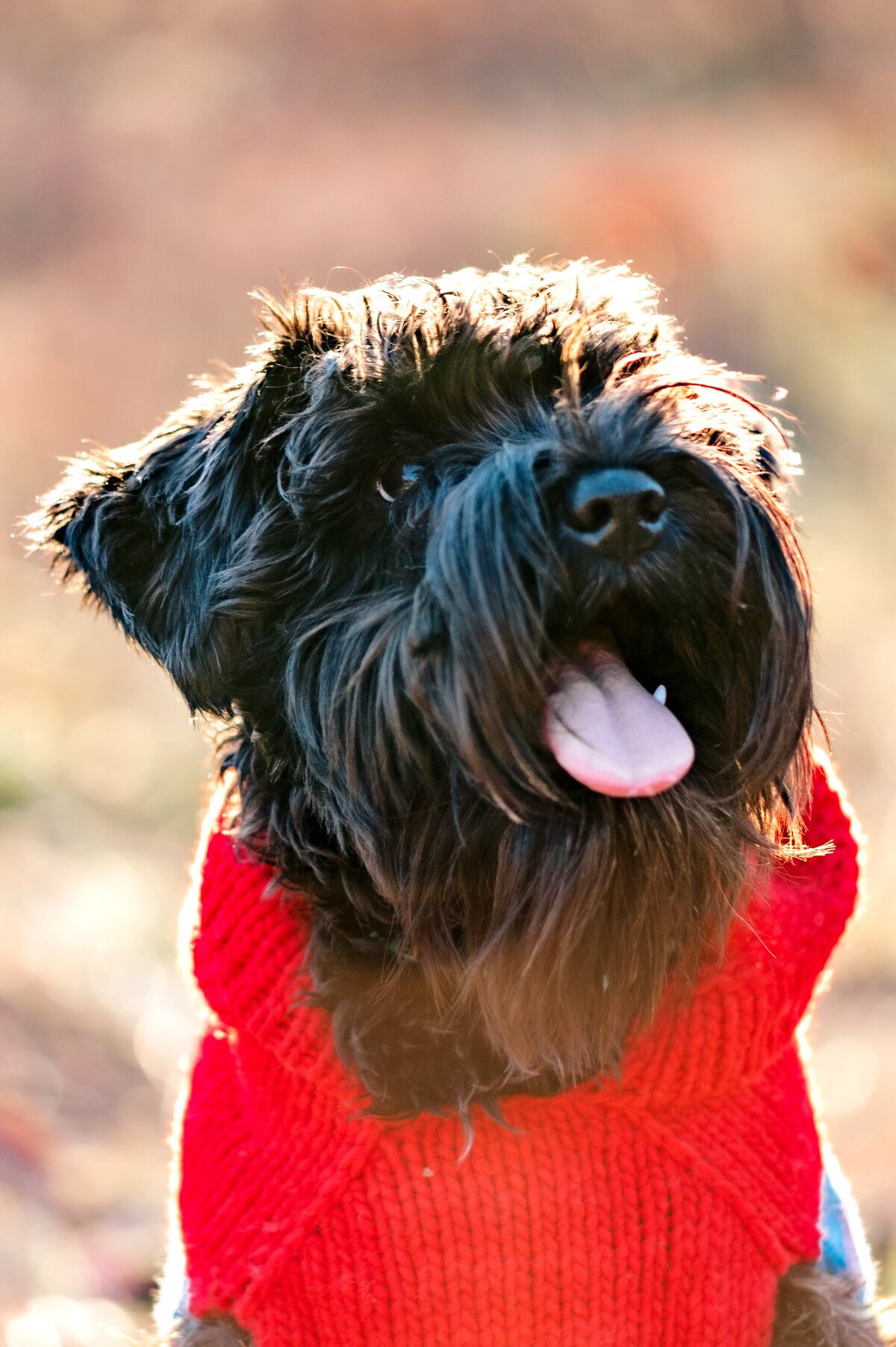 schnauzer puppy in sweater McKennaPattersonPhotography