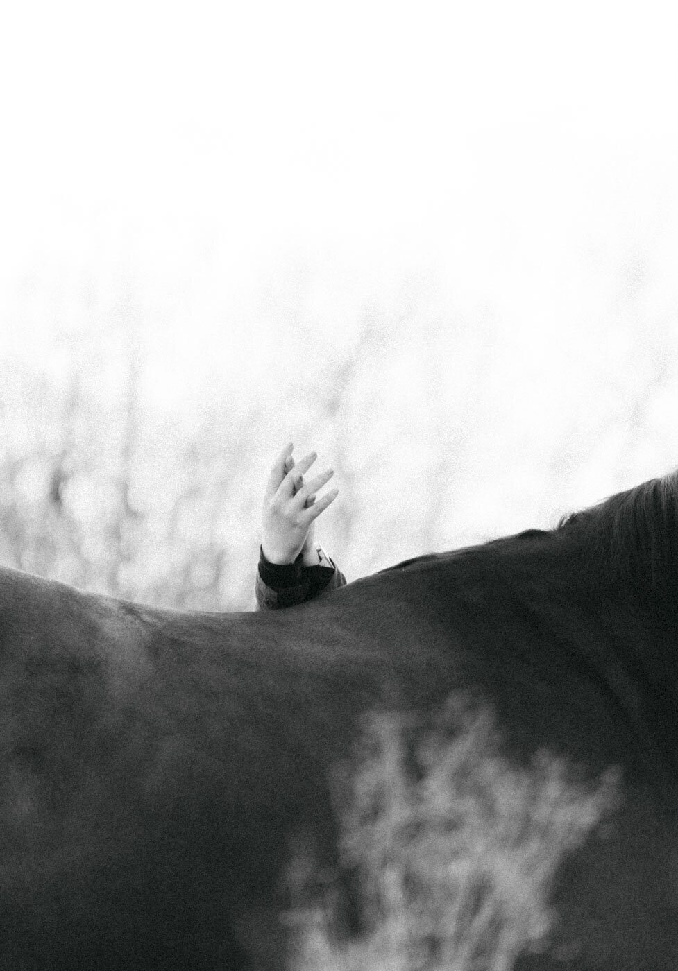 Een zwart-wit close-up van een hand die zachtjes de rug van een paard aanraakt, symbool voor de unieke band tussen mens en dier, vastgelegd tijdens een verhalende fotoshoot door Alina Nieman."