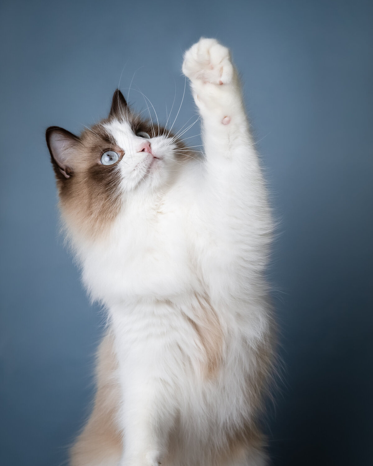 Katten fotograaf Den Bosch