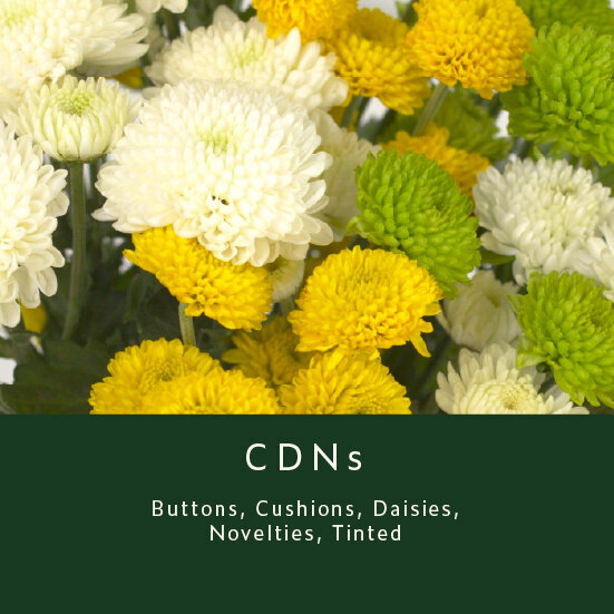 CDNs