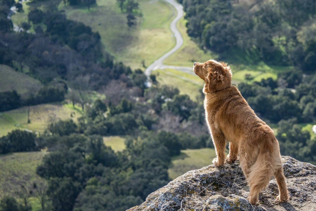 Dog on Hill