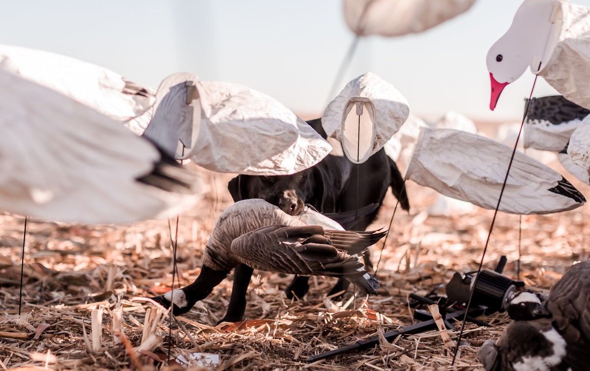 Central kansas duck hunting fowl plains -137