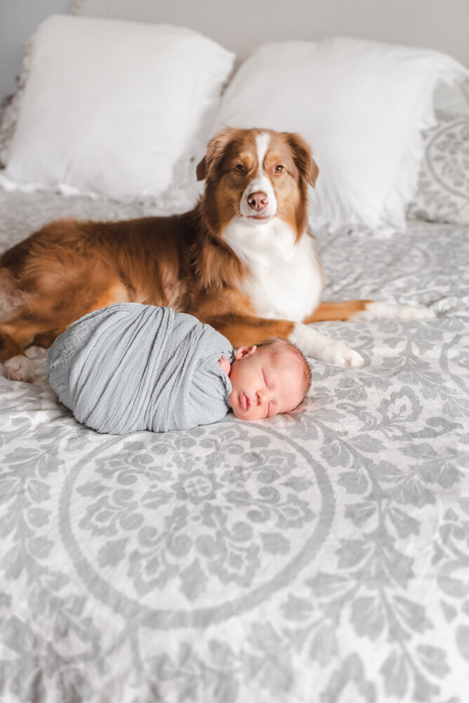 aurora-new-baby-in-home-session-with-dog