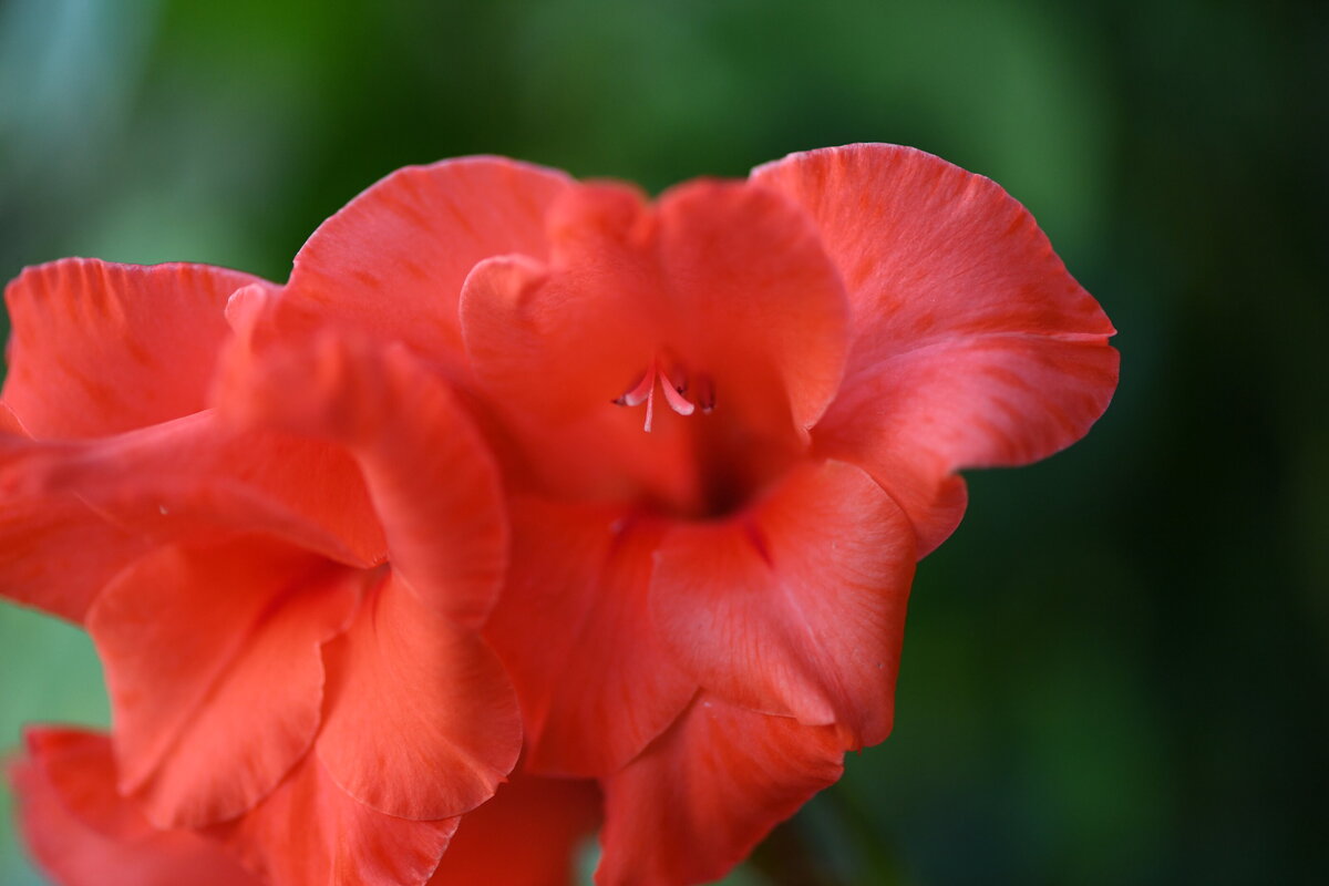 July garden - 249