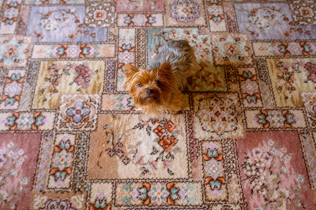 175 wedding-day-dog-photograph-tipperary
