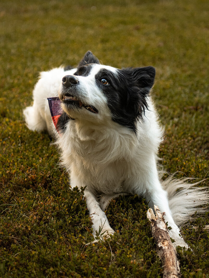 a border collie is laying on the ground begging to play during a photoshoot. Work by Duluth-based pet photographer Joanna of Paddle Paws Photography.