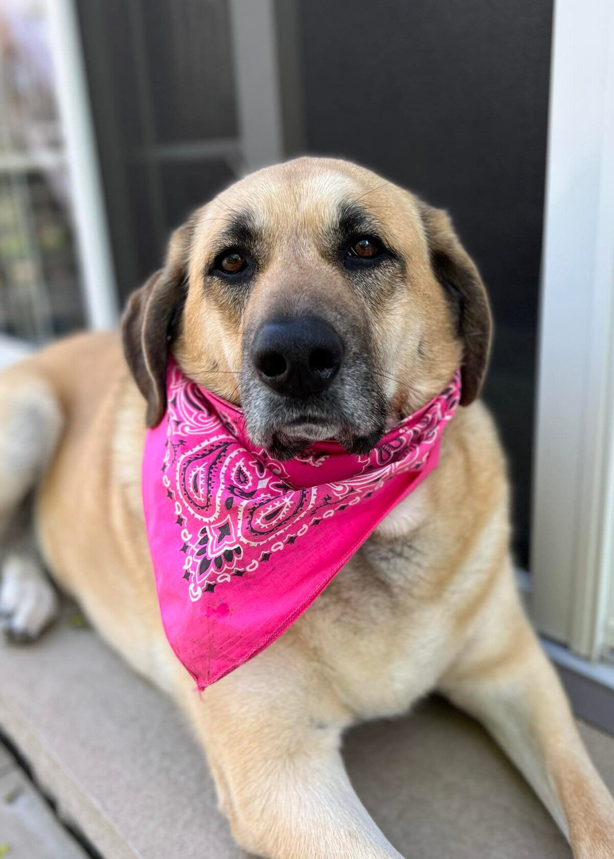 Dog wearing pink bandana sitting the the ground
