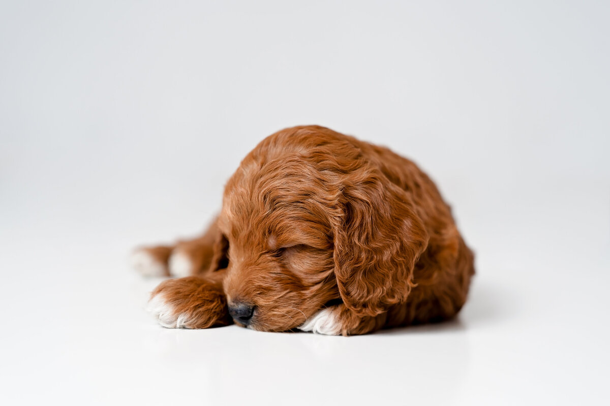 Pet Photographer Grand Junction -  230