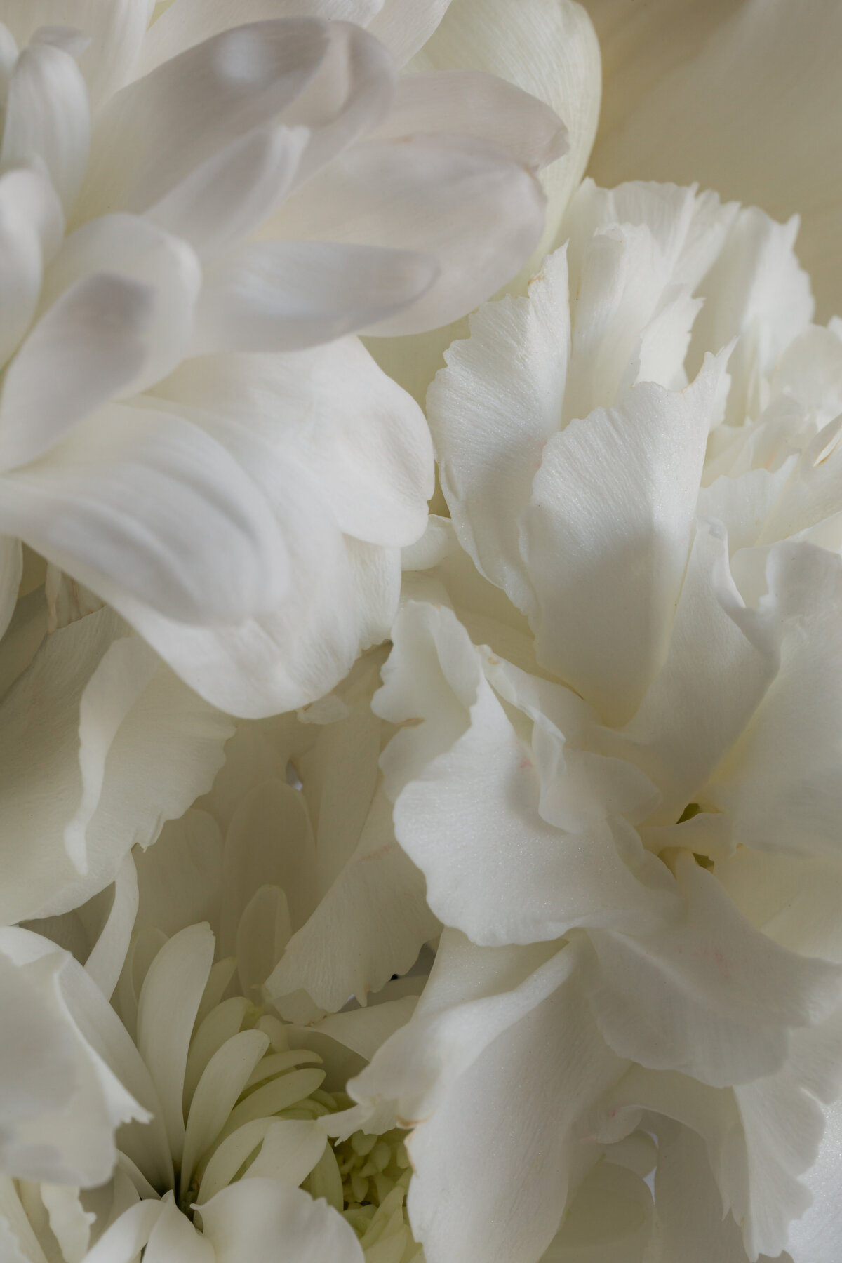 kaboompics_white-flowers-still-life-backgrounds-with-soft-natural-light-38549