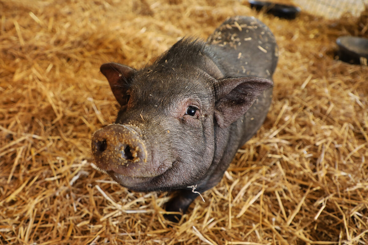 Andy Warthog 05