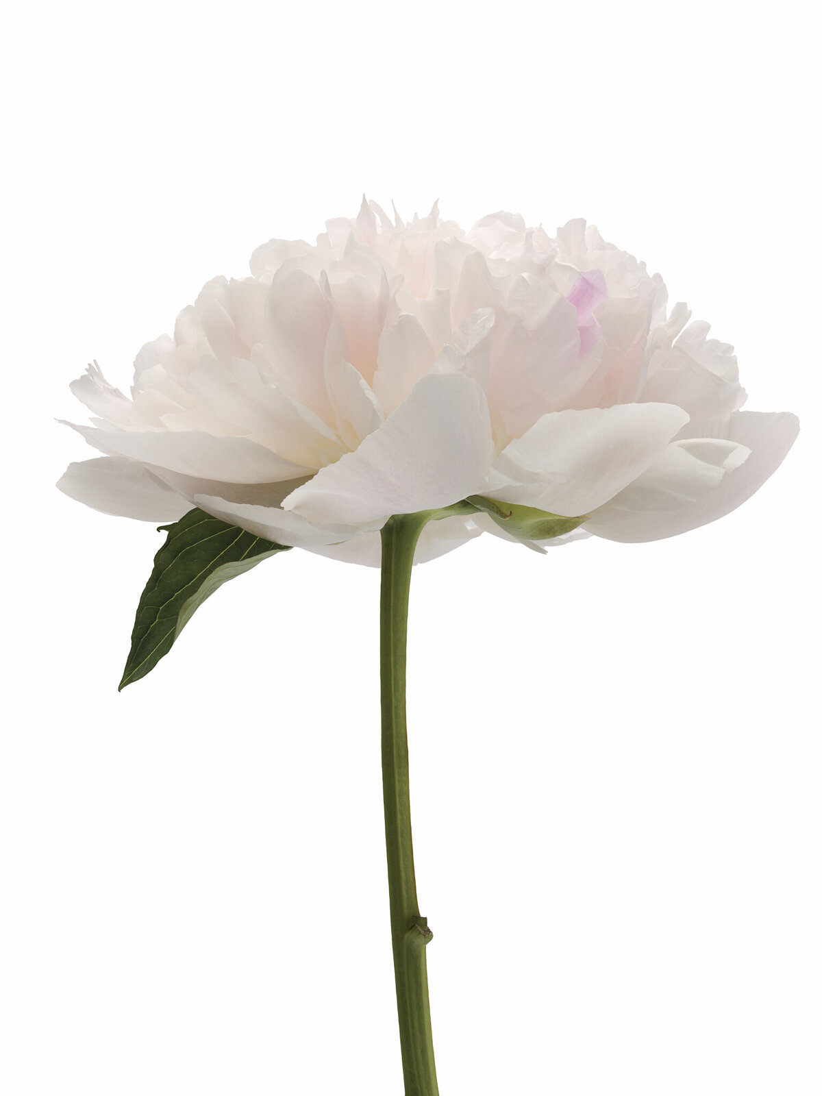 ETHEREAL BLOOM Not+too+crunchy+2021-07-25+PB