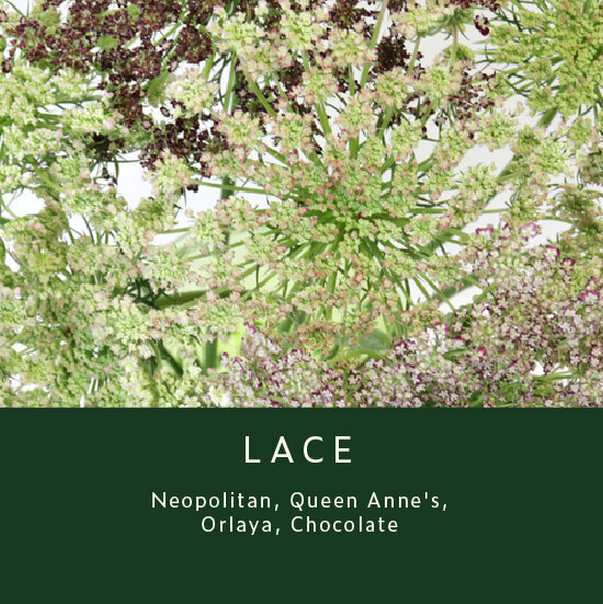 Lace