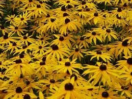 images-2