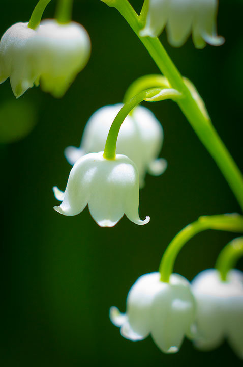 lily_of_vally_flowers - Copy