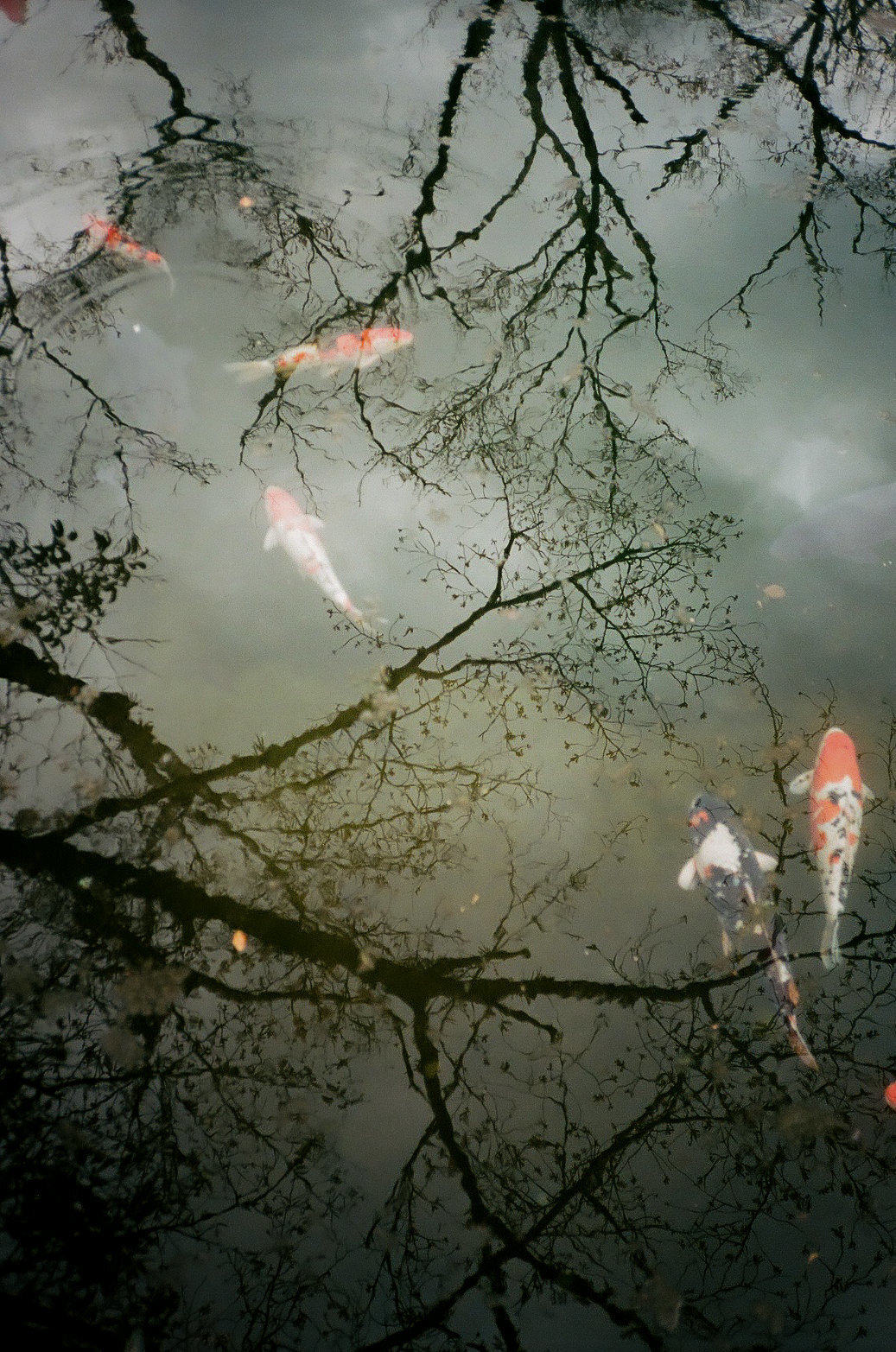 Giant koi swimming in a pond with tress reflected on the water