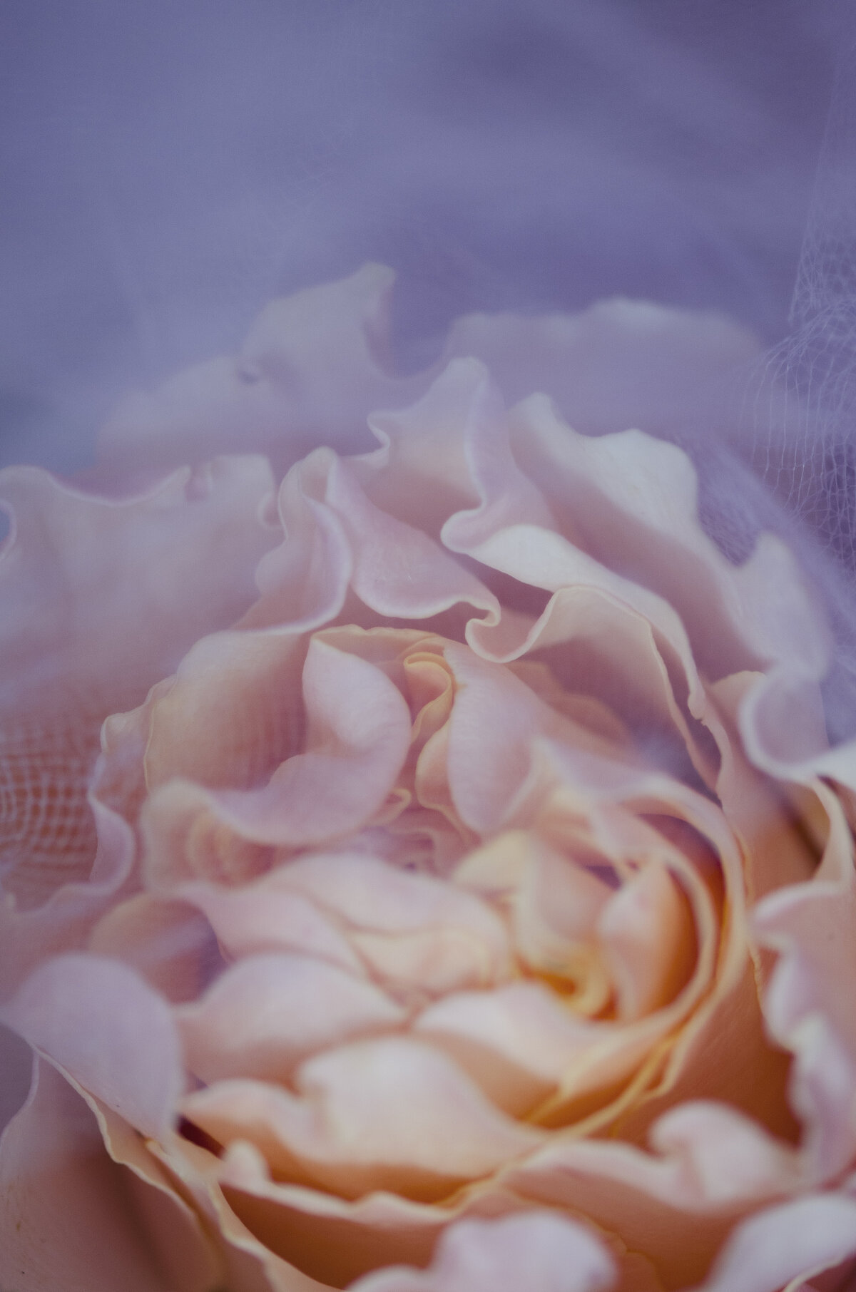 SQP Columbian Rose with French Tulle-