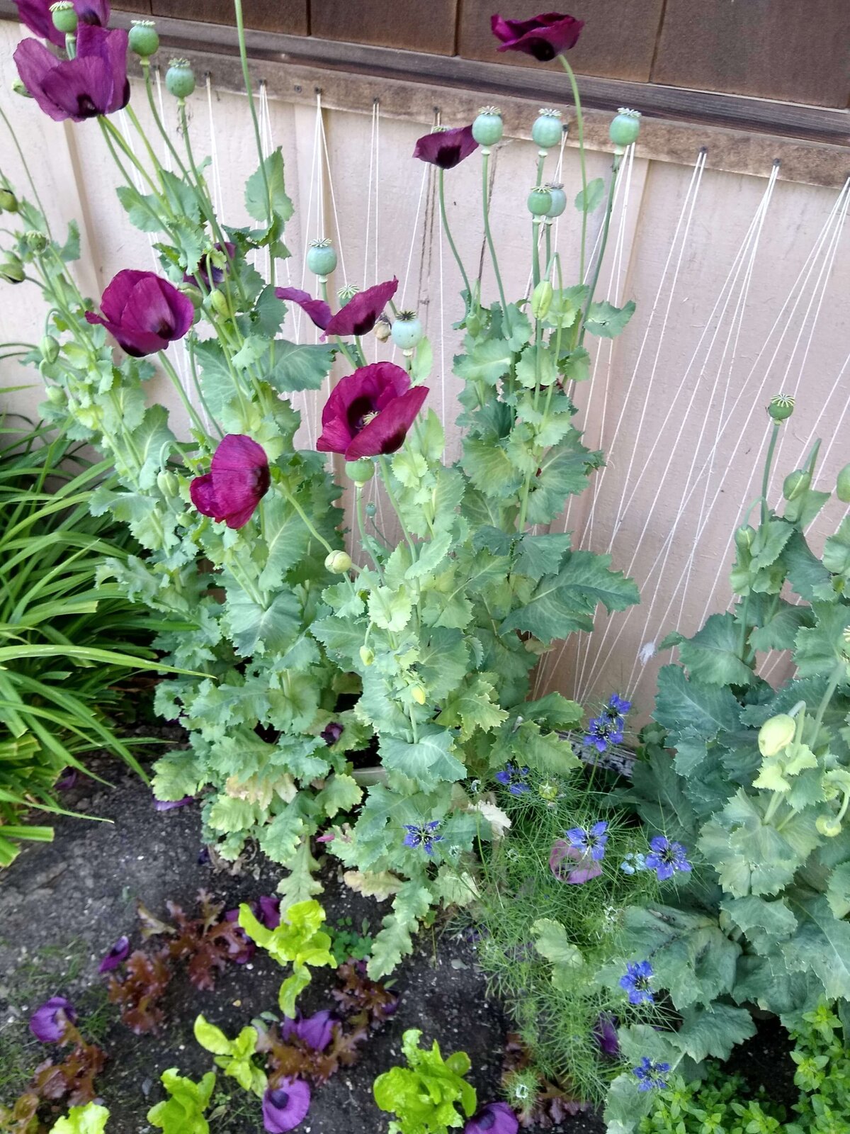 Flowers blooming in a garden bed.