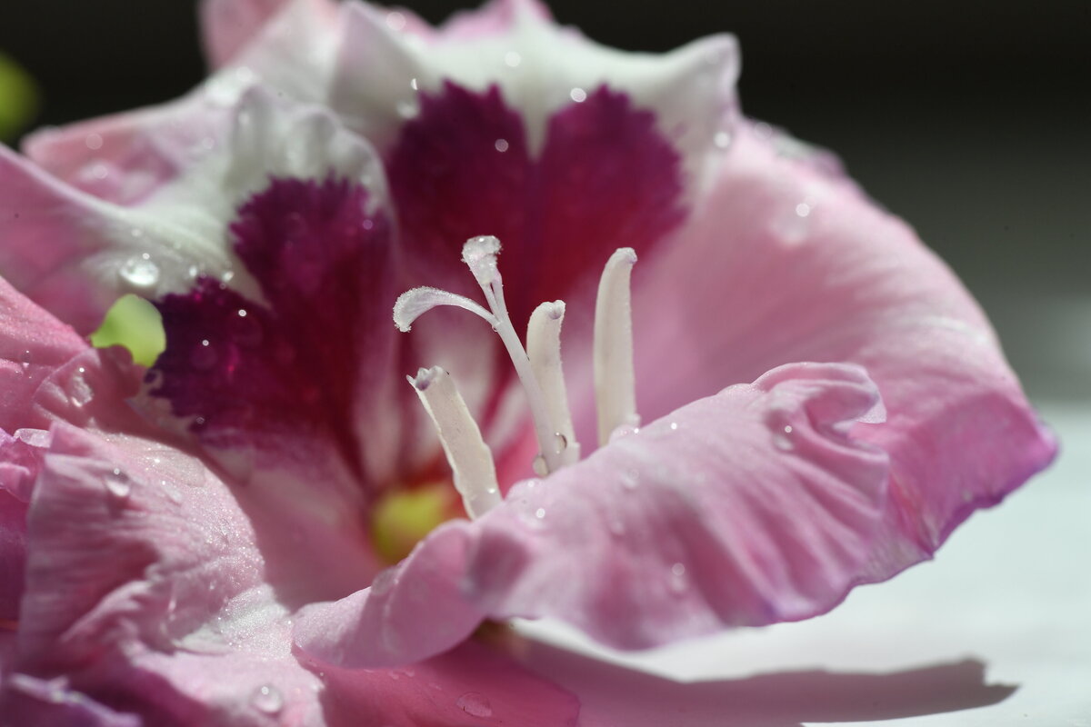 July garden - 228