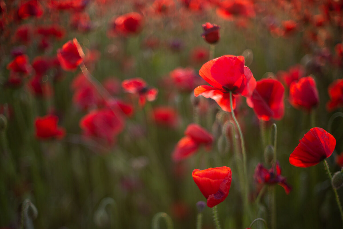 fine_art_photographer _100