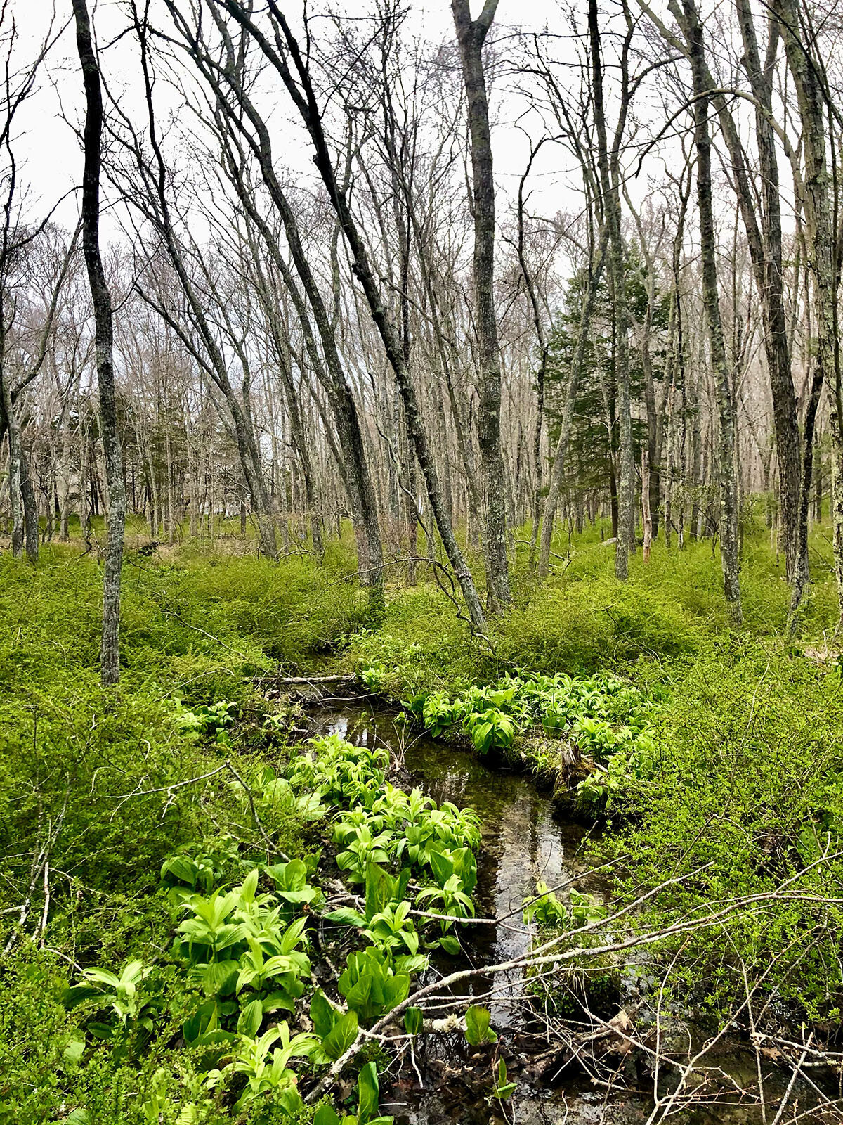 CCC_Estuary_68