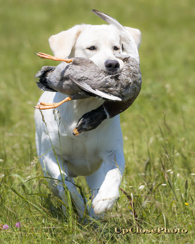 Girl holding labrador puppy