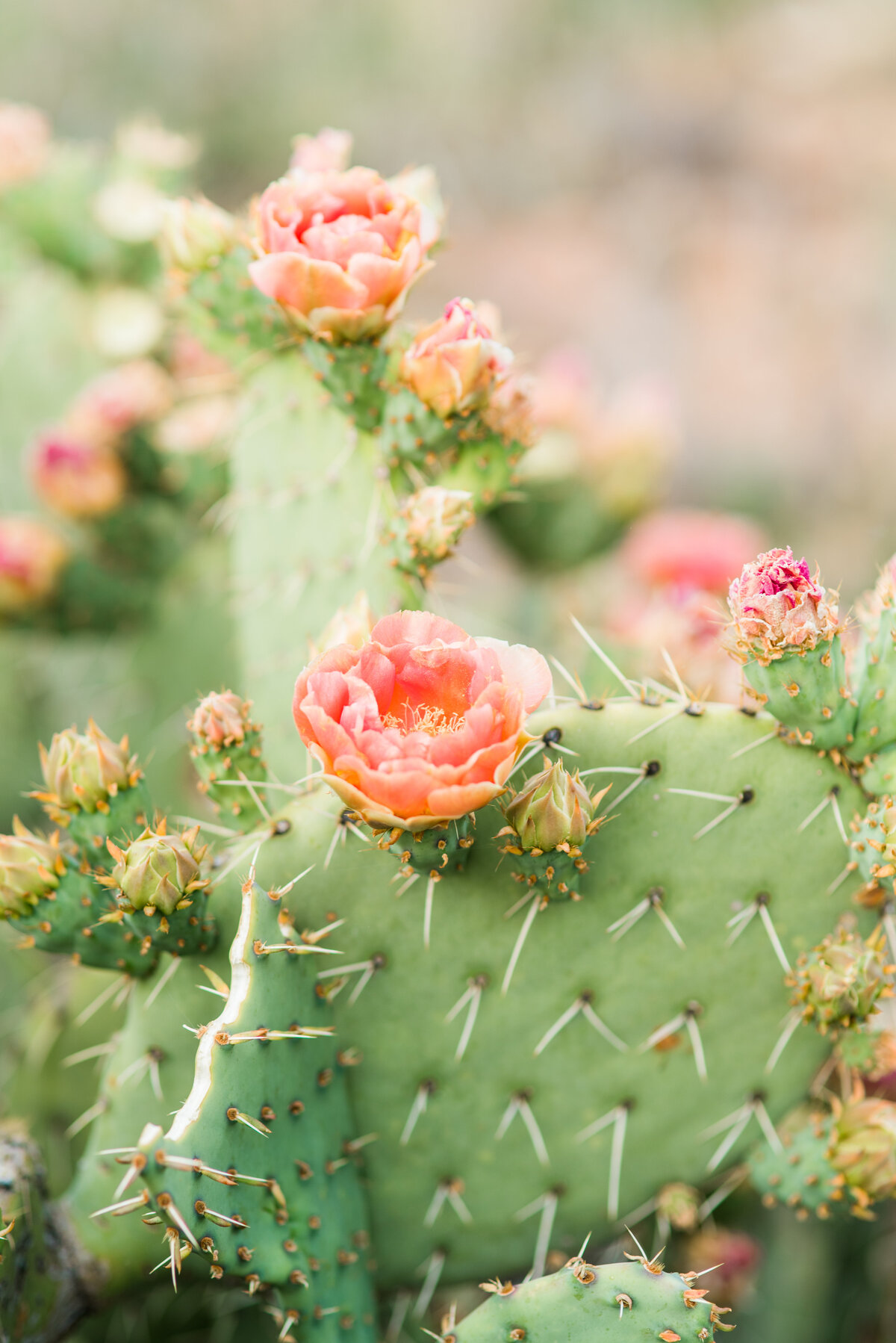 Prickly Pear Blooms 1