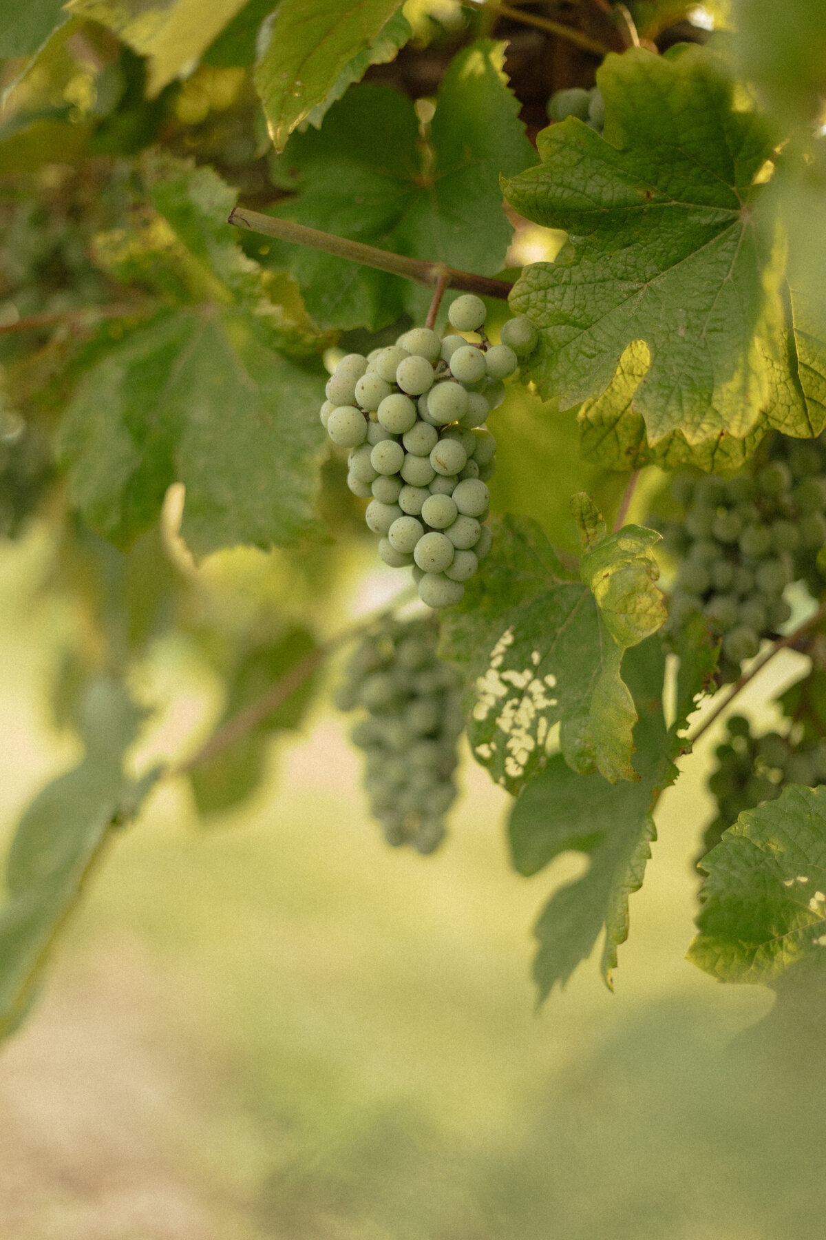 Romantic couples picnic surrounded by tropical greenery at a Florida winery