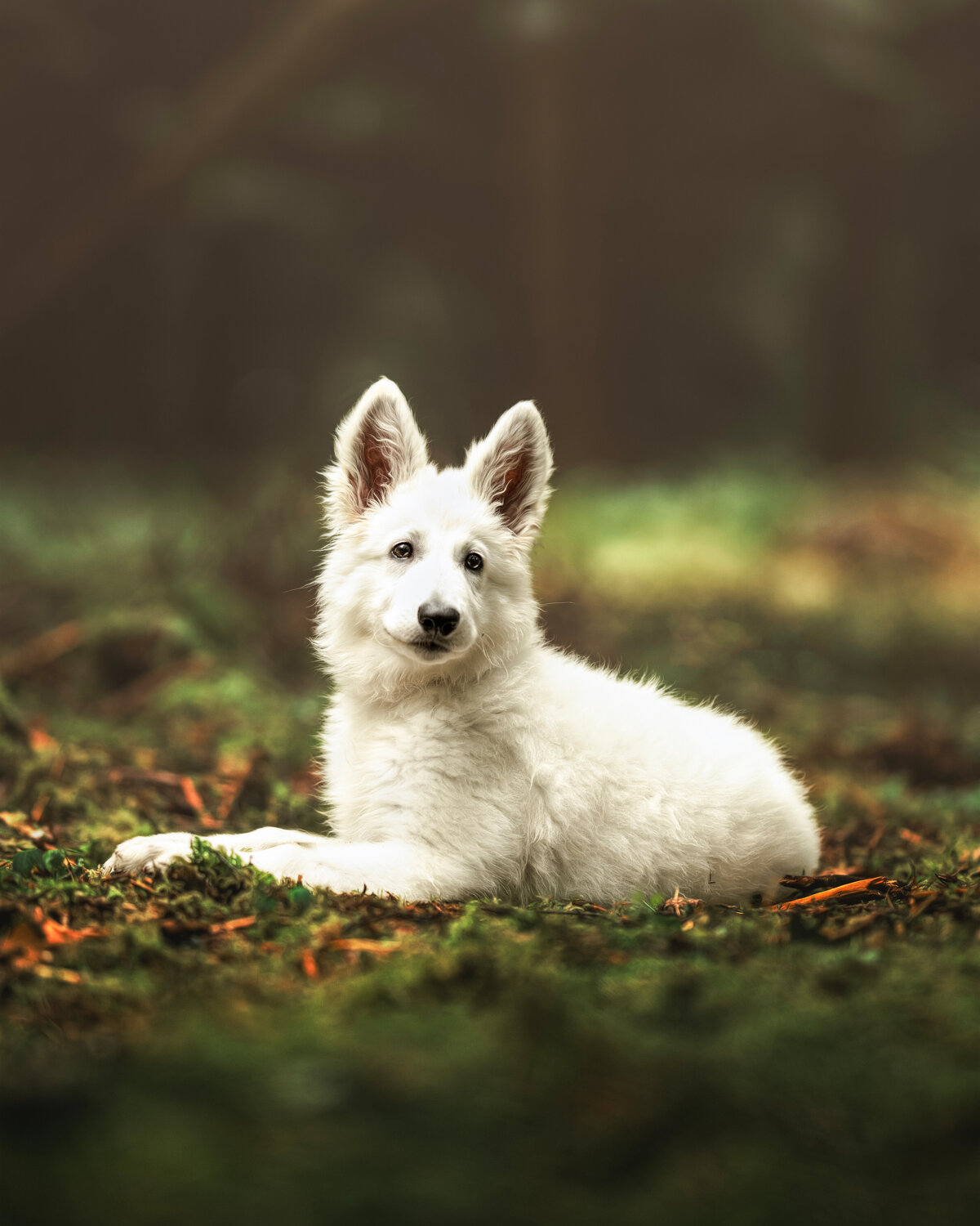 Hundefotografie-chemnitz-Tierfotografie-fotograf-Uhldingen-Bodensee-Hamburg-Dresden-Erfurt-Konstanz-2