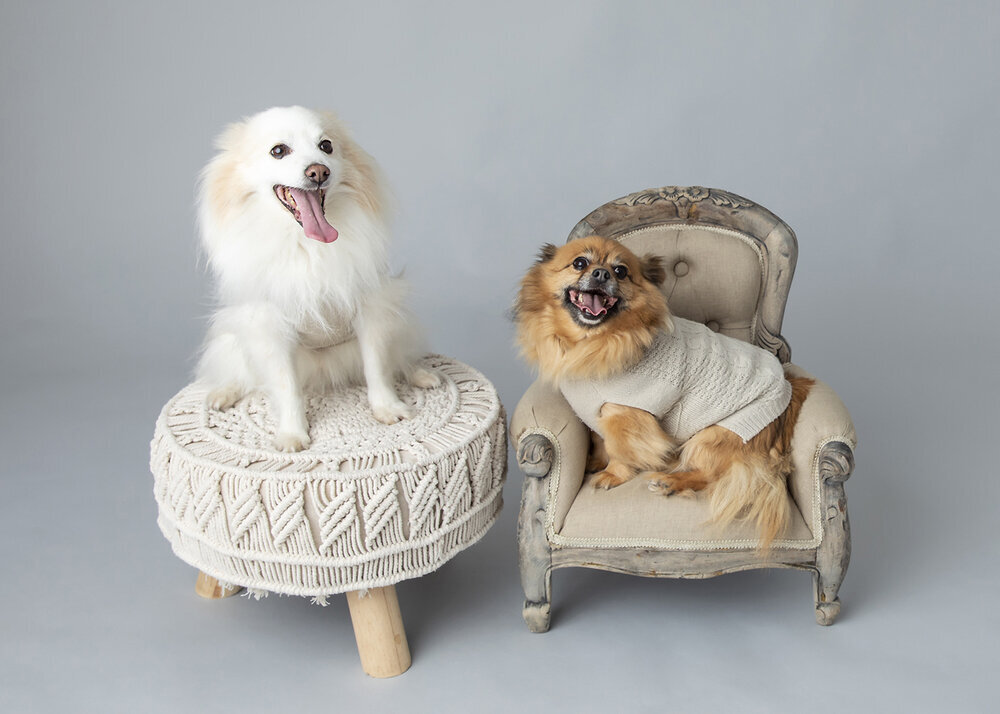 PETS_POMERANIANPUPPYDOGSWHITEANDGOLDEN