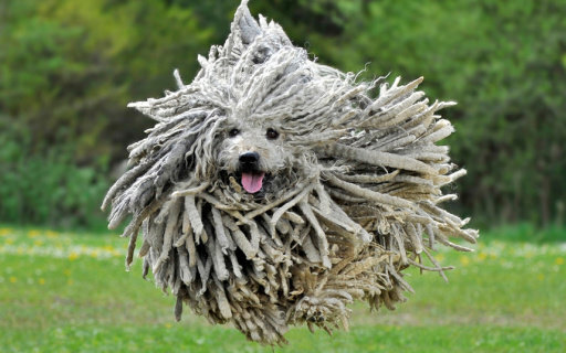 weird_dog_mop_dog