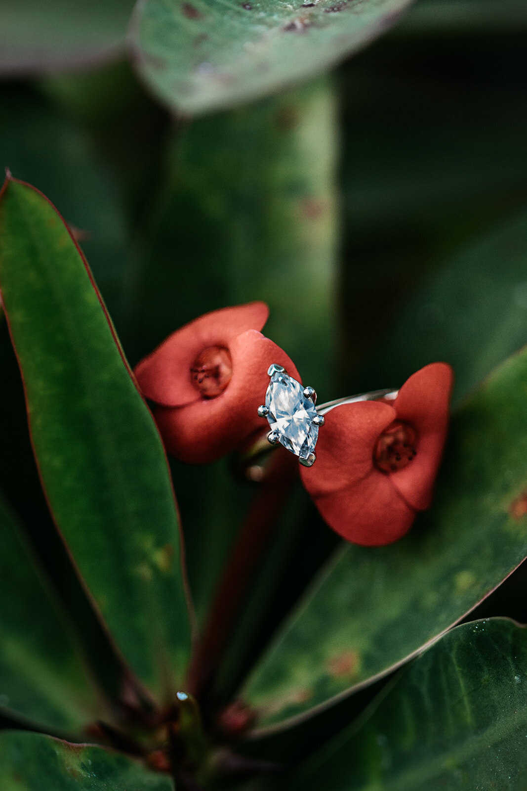 KellyandMichaelEngagement-197_websize