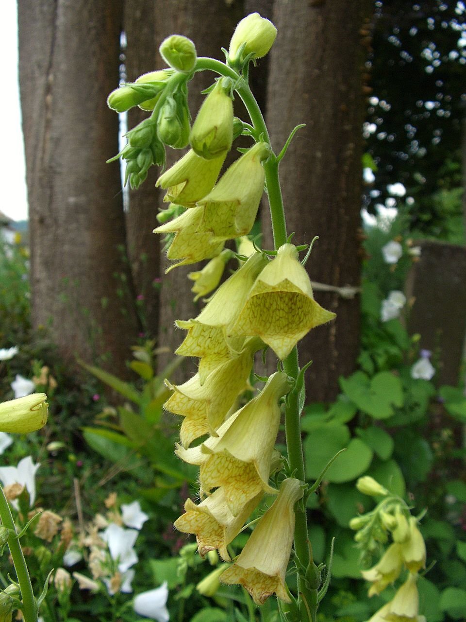 Digitalis_grandiflora_Orchi_04