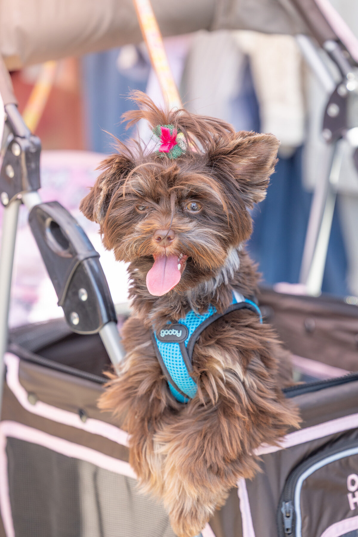 The-Road-Trip-Market-fall2025-Cincinnati-brand-photographer-Your-Brand-Compass-8290