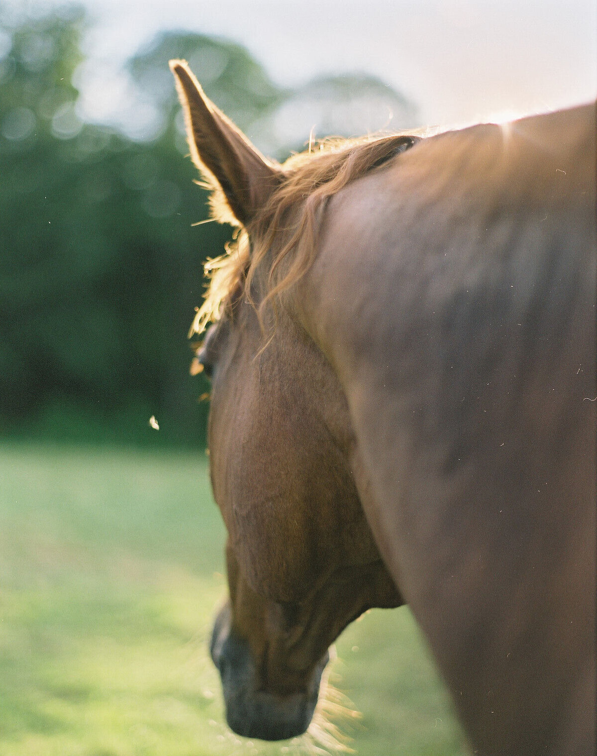 Saratoga-horse-photographer-362