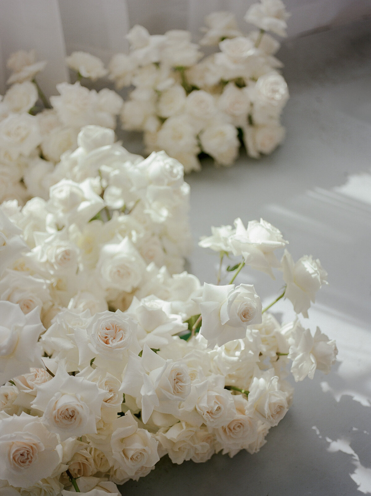 ethereal light through rose petals, abundant white roses on film for florist brand photos