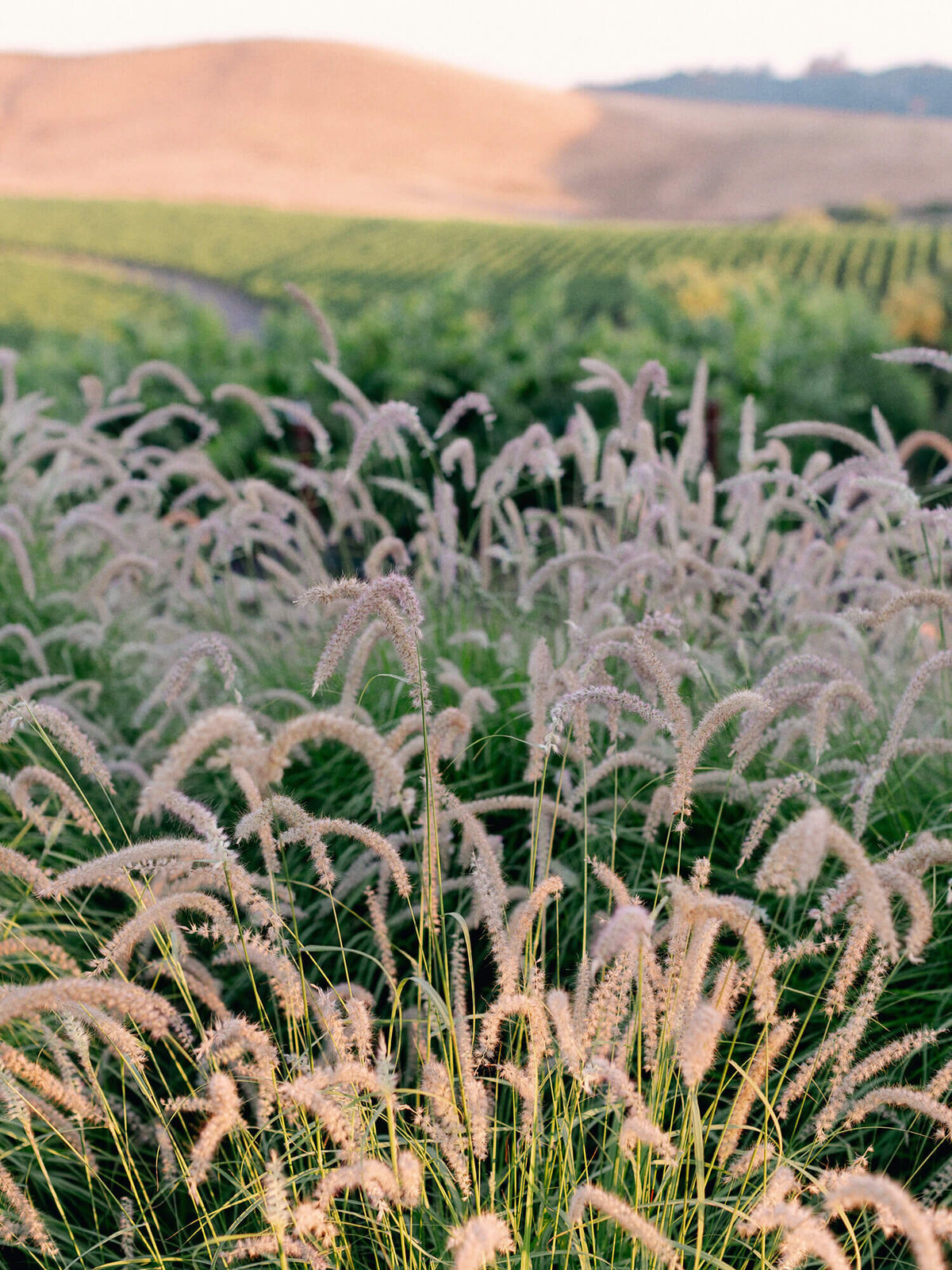 Greengate-Ranch-Vineyard-Wedding-Photographer-1072