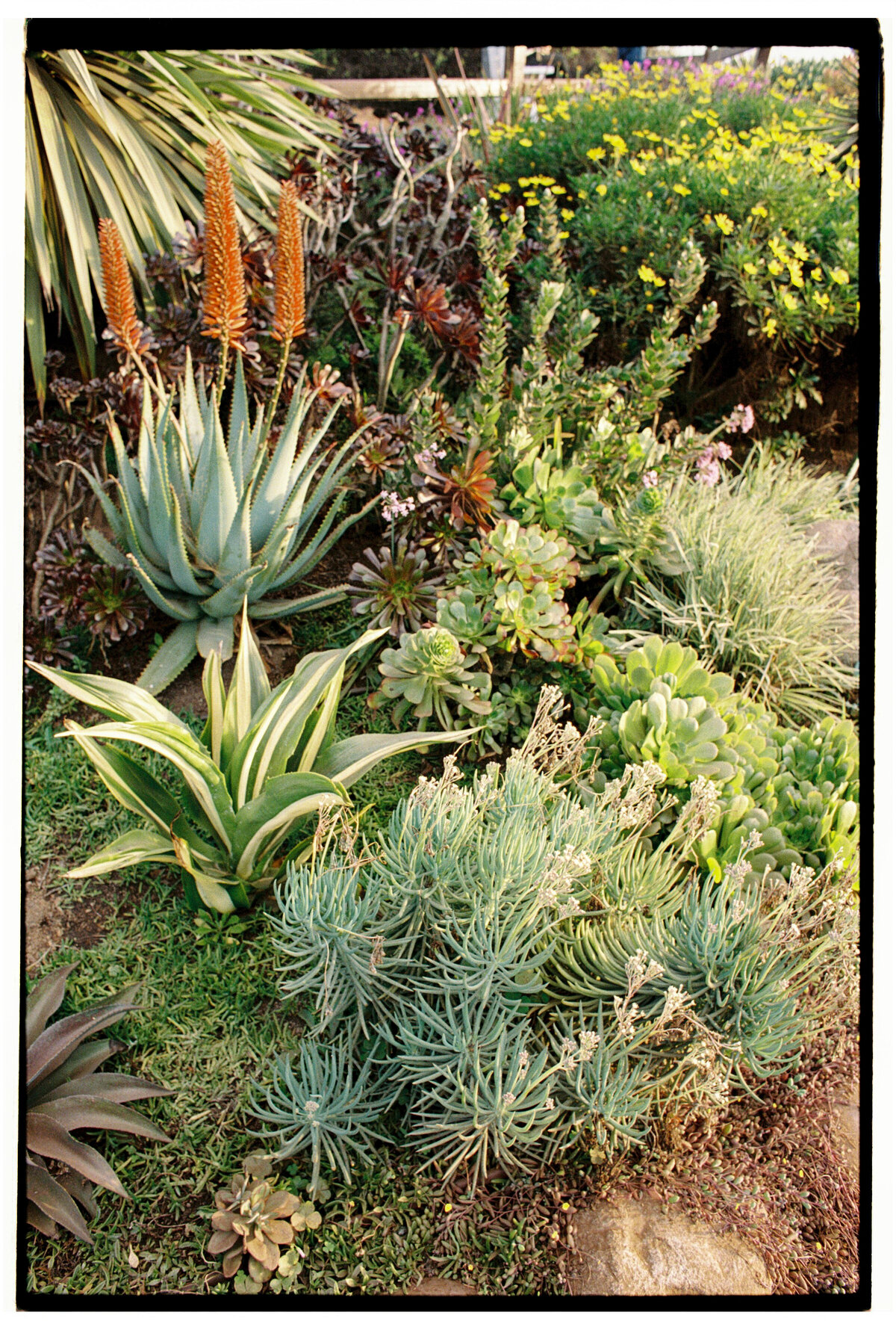 Close-up of vegetation and flower details, captured on film by Kate Winters Photography, highlighting natural beauty in an authentic, documentary style.