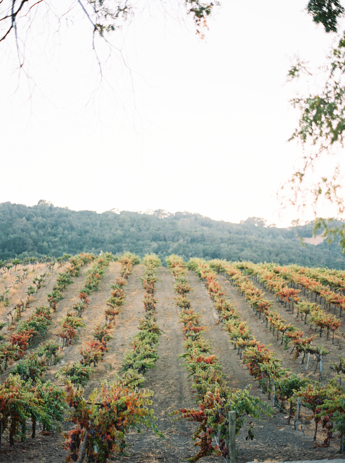 Hammersky_Vineyards_Paso_Robles_Wedding_021