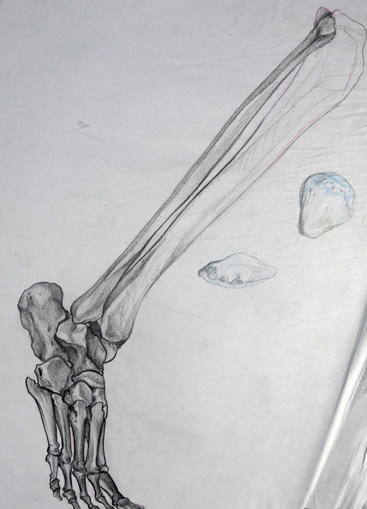 Brent Ray Fraser Anatomical Drawings 2001 - 02