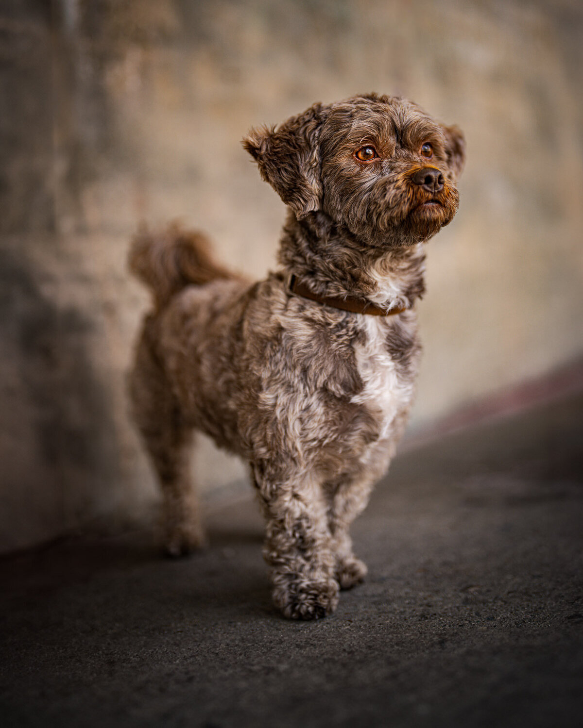 brown maltese portrait in front of a neutral graffiti wall