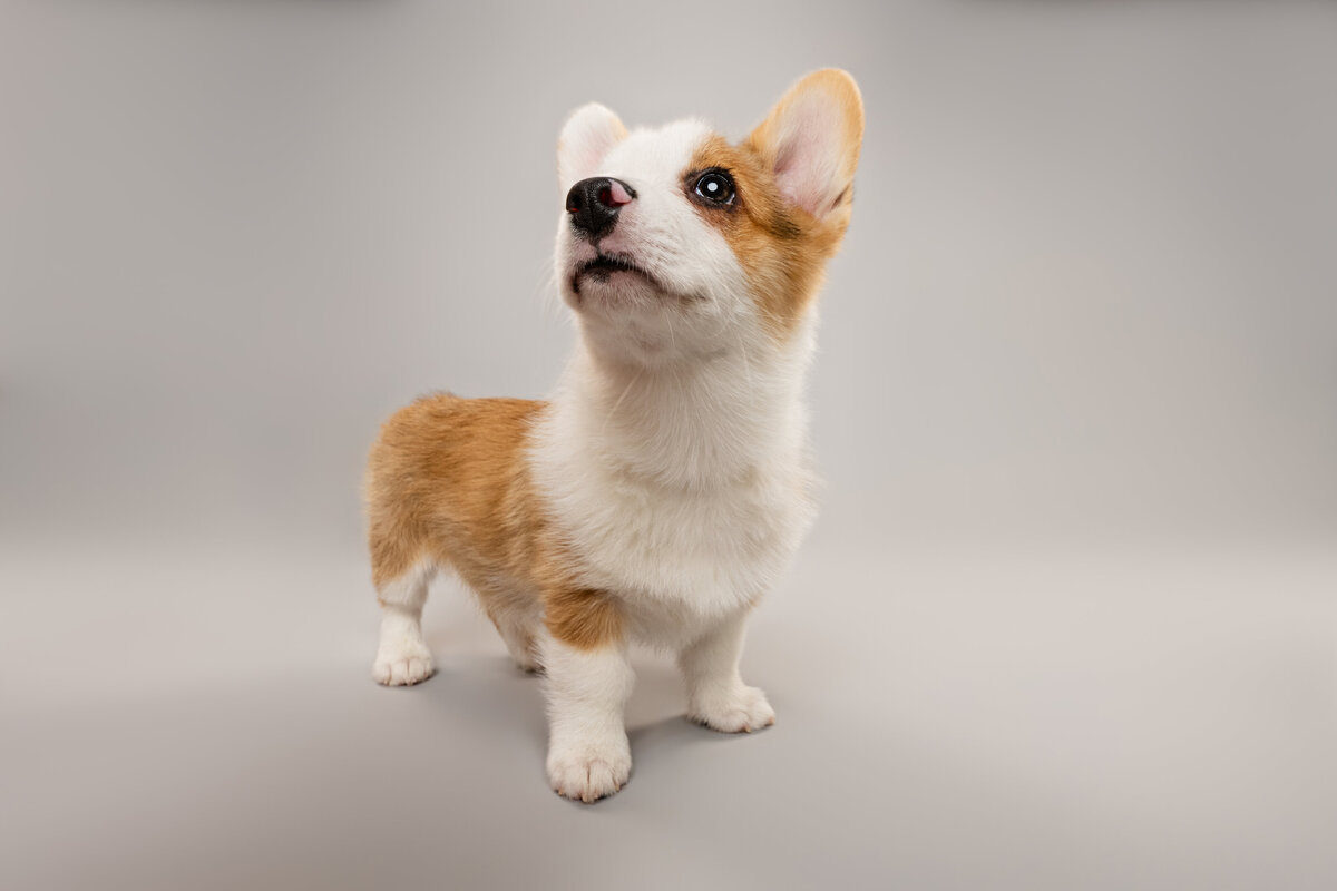 Sacramento Dog Photographer Kylie Compton Photography pembroke welsh corgi puppy on a gray background