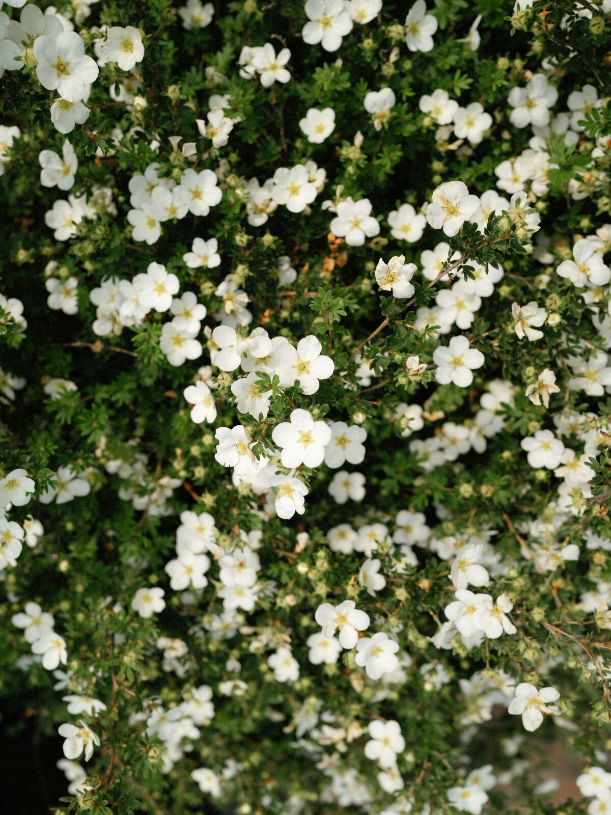 Wauwinet_Nantucket_Wedding_LevKuperman_007