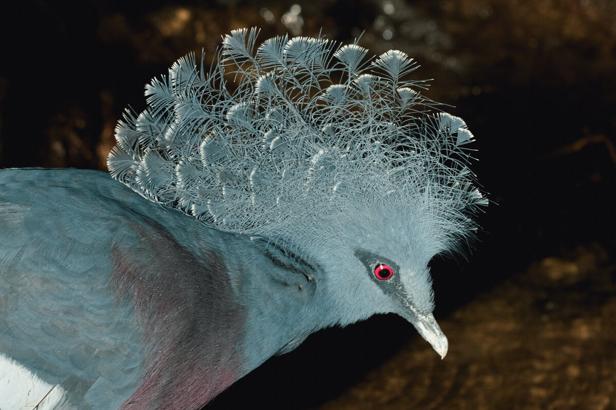 crowned_pigeon_3057
