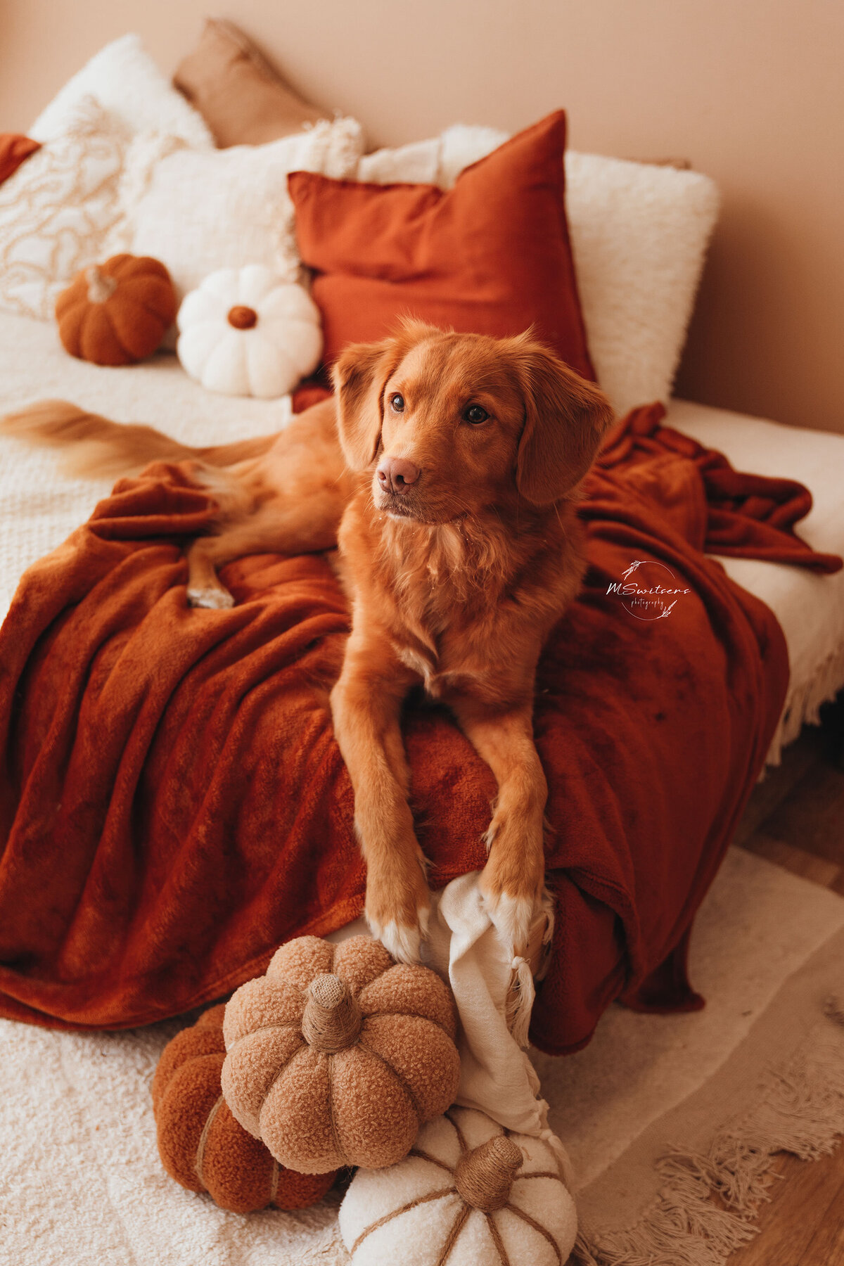 Toller in herfstdecor op een bed met dekens in de studio. 
