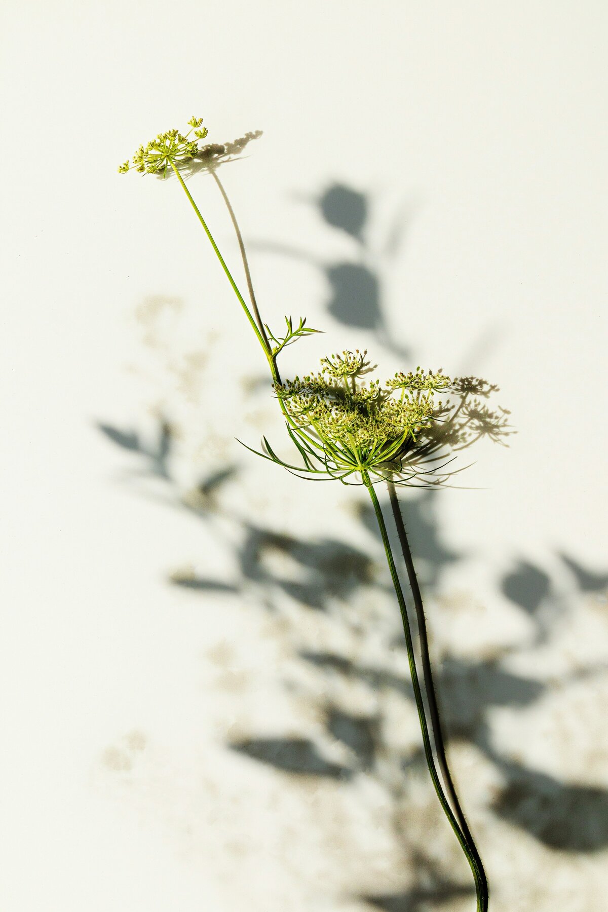danielle-suijkerbuijk-epCt3Bs5s7c-unsplash