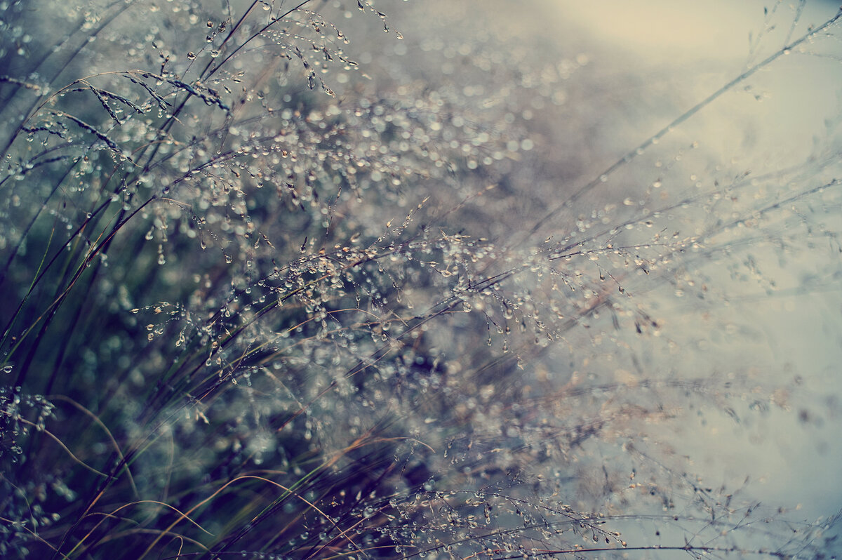 liz allen photography water droplets on grasses-1