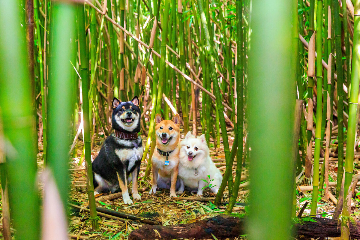 Keri-Nakahashi-Photography-Hawaii-Dog-Photographer-12
