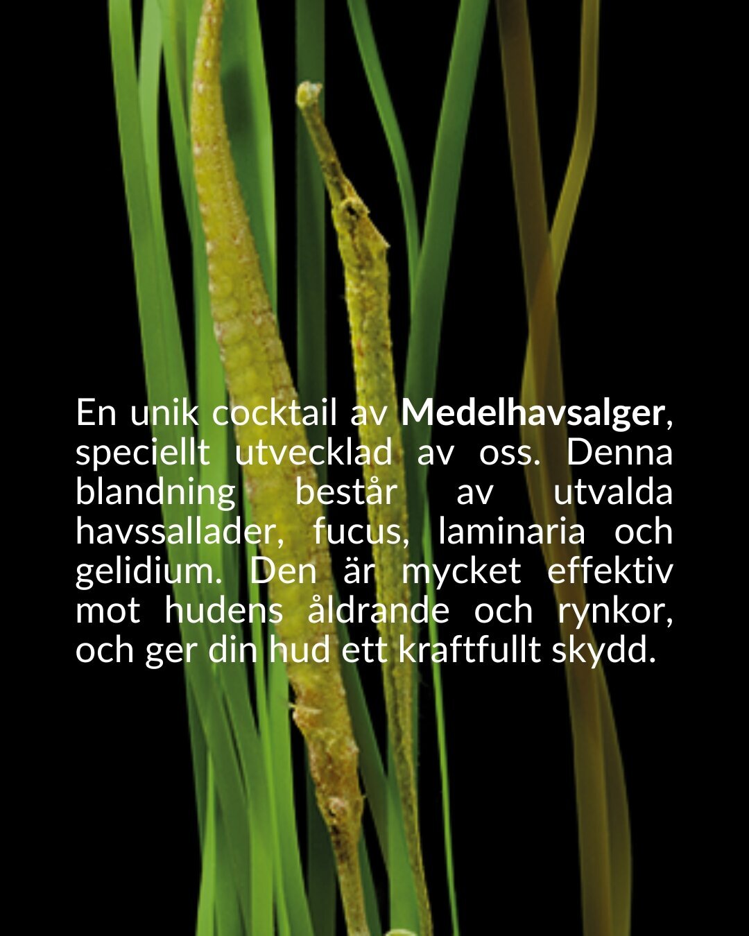 soberbia (6)