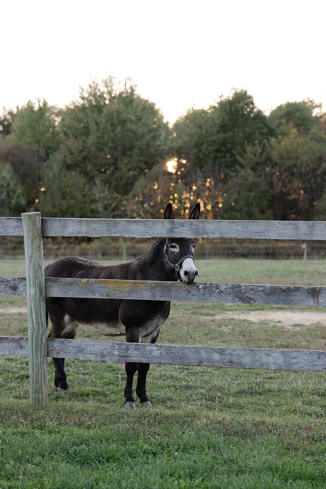 shank-family-2025-70