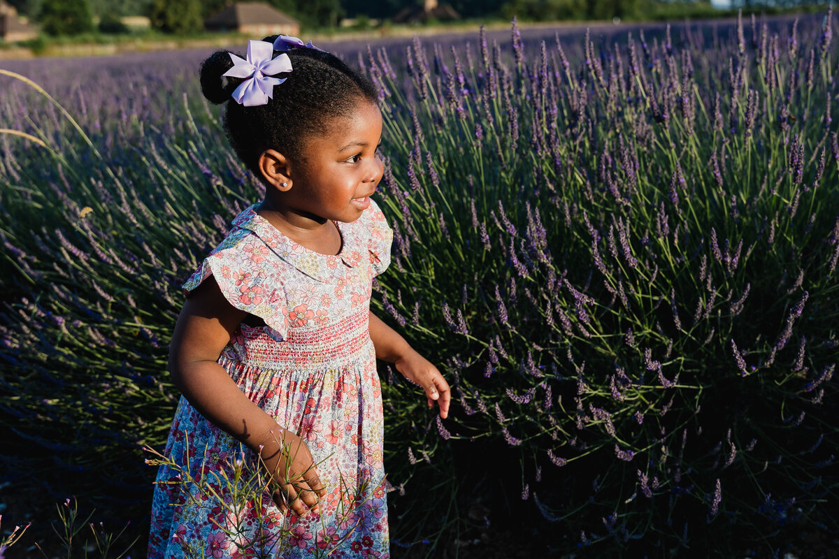 Young girl in a floral dress and white bow exploring a lavender field under bright sunlight.